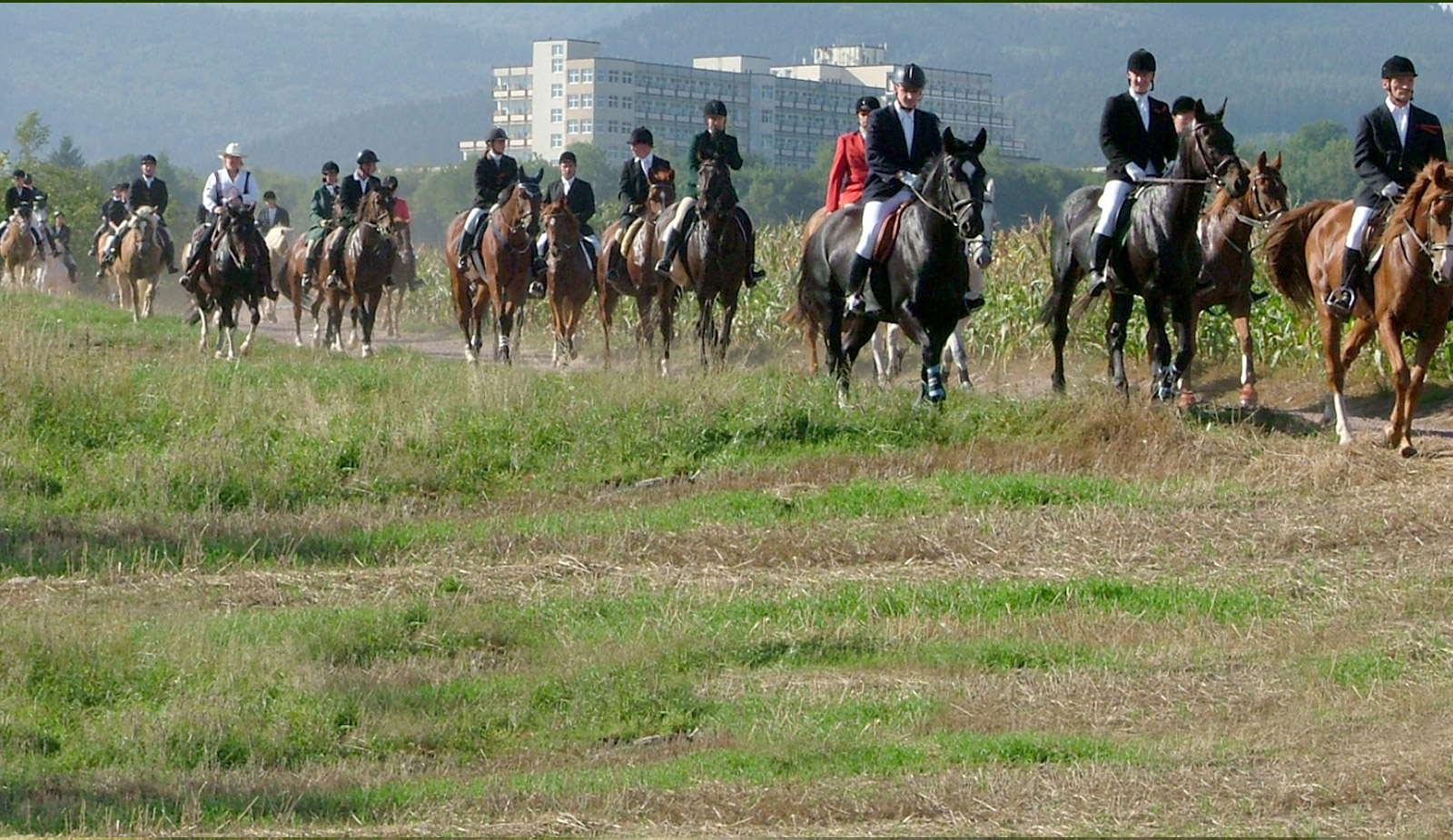 das Pferd als Partner - Dressurreiten, Springreiten, Jagdreiten, Freizeitreiten, FahrsportReitsport